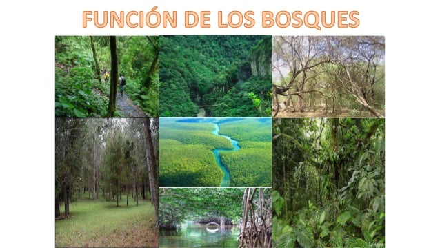 Los bosques