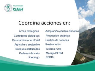 Coordina	
  acciones	
  en:	
  	
  
Áreas protegidas
Corredores biológicos
Ordenamiento territorial
Agricultura sostenible
Adaptación cambio climático
Restauración
Producción orgánica
Gestión de cuencas
Bosques certificados Turismo rural
Cadenas de valor Manejo PFNM
Liderazgo REDD+
 