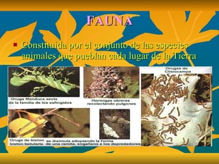 FAUNA Constituida por el conjunto de las especies animales que pueblan cada lugar de la Tierra 