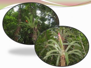  SELVA DE MADAGASCAR.