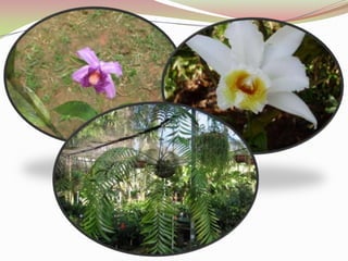  SELVA DE PAPÚA-NUEVA    GUINEA. SELVA DE BORNEO. FUNCIONES DE LOS BOSQUES TROPICALESAbsorción, reserva y liberación de CO2, O2 y de elementos minerales. Absorción de aerosoles y de ruidos.Absorción, almacenamiento y emisión de agua. Absorción y transformación de la energía luminosa y química. Producción de componentes químicos (resinas, alcaloides, aceites esenciales, látex y sustancias farmacodinámicas). 