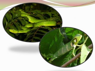 ESTRUCTURA DE LA VEGETACIÓNÁrboles Emergentes (40-80 m).Dosel principal (30 m o más).Subdosel: árboles de 10-20 m. Con mucha humedad y escasa luminosidad.  Hojas grandes con puntas de goteo. Sotobosque: arbustos e hierbas; plantas jóvenes. Estrato rastrero: herbáceas y helechos.Biomasa epígea.     El microclima por encima del dosel es sustancialmente diferente al que se encuentra debajo del dosel, lo cual es significativo para las plantas y los insectos.   