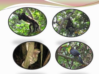 ADAPTACIONES VEGETALESLas especies del sotobosque forman un solo nivel. Las epífitas, epífilas y las lianas presentan estrategias para crecer en las partes altas donde hay más luz. Absorben nutrientes del aire, la lluvia y de los detritos orgánicos.  Las hojas del dosel con epidermis gruesa, puntas alargadas y cambian de dirección por la presión de turgencia. Las micorrizas en las raíces les permite la absorción de nutrientes.La polinización y la dispersión de las semillas son gracias a las relaciones simbióticas entre fauna y flora. 