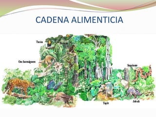 ADAPTACIONES ANIMALESMimetismo de color y forma adoptada por los insectos, lagartos, culebras y ranas.Defensas químicas. Patrones de diseño en el cuerpo.Mutualismo (hormigas y acacias; polinización y cultivo de hongos por escarabajos y arrieras) y comensalismo (ácaros en escarabajos, bromelias y pájaro carpintero).Adaptaciones para moverse en los árboles: modos de locomoción (braquiación, deslizamiento , saltar  y planear) y adaptaciones específicas (uñas, dígitos opuestos y colas prensiles).Diversos hábitos alimenticios:  frugívoros, insectívoros, herbívoros, carnívoros, omnívoros.