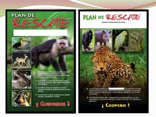 ZONAS DE VIDA: BOSQUES DE PANAMÁBosque Húmedo Tropical.Bosque Seco Tropical.Bosque Seco Premontano.Bosque Húmedo Premontano.Bosque Muy Húmedo Premontano. Bosque Muy Húmedo Tropical. Bosque Pluvial Premontano. Bosque Pluvial Montano Bajo. Bosque Muy Húmedo Montano Bajo. Bosque Muy Húmedo y Pluvial Montano. 