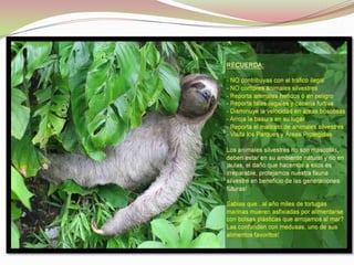 ZONAS DE VIDA: BOSQUES DE PANAMÁ