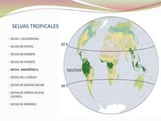 SELVAS TROPICALES  SELVA  LACANDONA.