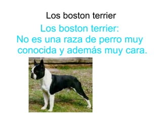 Los boston terrier
     Los boston terrier:
No es una raza de perro muy
conocida y además muy cara.
 