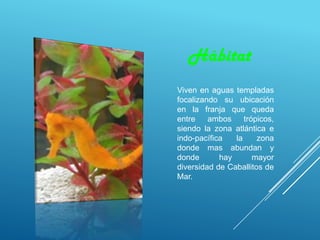 Hábitat
Viven en aguas templadas
focalizando su ubicación
en la franja que queda
entre ambos trópicos,
siendo la zona atlántica e
indo-pacífica la zona
donde mas abundan y
donde hay mayor
diversidad de Caballitos de
Mar.
 
