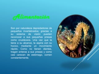 Alimentación
Son por naturaleza depredadores de
pequeños invertebrados; gracias a
su sistema de visión pueden
reconocer a sus pequeñas presas
como crustáceos. Una vez que la
tiene a su alcance, la aspira con su
hocico, mediante un movimiento
rápido. Como no tienen dientes,
tragan enteras a sus presas y como
casi carecen de estómago, comen
constantemente.
 