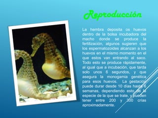 Reproducción
La hembra deposita os huevos
dentro de la bolsa incubadora del
macho donde se produce la
fertilización, algunos sugieren que
los espermatozoides alcanzan a los
huevos en el mismo momento en el
que estos van entrando al saco.
Todo esto se produce rápidamente,
al igual que a incubación, que tarda
solo unos 6 segundos, y que
asegura la monogamia genética
para esos huevos. La gestación
puede durar desde 10 días hasta 6
semanas, dependiendo esto de la
especie de la que se trate, y pueden
tener entre 200 y 300 crías
aproximadamente.
 