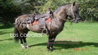 Los caballos 
DANIELA CABALLERO HERNÁNDEZ 
MEDICINA VETERINARIA Y ZOOTECNIA 
 