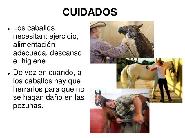 CUIDADOS
Los caballos
necesitan: ejercicio,
alimentación
adecuada, descanso
e higiene.
De vez en cuando, a
los caballo...