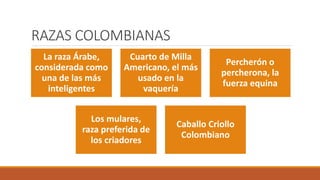 RAZAS COLOMBIANAS
La raza Árabe,
considerada como
una de las más
inteligentes
Cuarto de Milla
Americano, el más
usado en la
vaquería
Percherón o
percherona, la
fuerza equina
Los mulares,
raza preferida de
los criadores
Caballo Criollo
Colombiano
 
