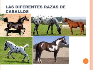 LAS DIFERENTES RAZAS DE
CABALLOS
 