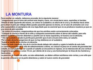 LA MONTURA
Para ensillar un caballo, debemos proceder de la siguiente manera:
* Asegurarnos que el lomo del animal este limpio y sano, sin viruta,barro seco, espinillas ni heridas.
*Desde el lado izquierdo del mismo, se coloca la sudadera a la altura de la cruz y se deslíza hacia atrás
para alisar el pelo por debajo.Debe quedar pasando apenas la misma, en el caso de animales con cruz
alta o pasandola en ejemplares de cruz baja.Dado que es esencial que no se produsca rozadura ya que es
una zona de piel sensible.
* Se coloca la montura, asegúrandose de que los estribos están correctamente colocados.
* Coloque la cincha a través de la silla y colóquela suavemente sobre el dorso del caballo; para ello
deberá sostener el borrén delantero o pesilla con la mano izquierda y el trasero con la derecha.
* Tire del sudadero desde la perilla para permitir que el aire circule entre éste y el caballo.
*Por el lado derecho asegúrese de que no hay dobleces en el sudadero.
*Sujete la hebilla de la cincha a la derecha.
*Vuelva al lado izquierdo, tire de la cincha desde debajo del caballo y sujete la hebilla de este lado.
La correcta posición de la silla de adiestramiento o doma, es colocar el peso en el centro de gravedad del
caballo, lo cual podemos ver cuando el caballo se encuentra en reposo, en la intersección de una vertical
imaginaria que pasara a unos 15 cm. por detrás de la cruz y una horizontal por la línea de los hombros y
hacia atrás.
La posición de la silla de salto, va más adelantado, se deben utilizar estriberas más cortas y una silla que
le permita colocarse en la parte delanteras y sobre el nuevo centro de gravedad.
 