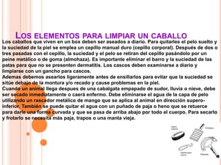 LOS ELEMENTOS PARA LIMPIAR UN CABALLO
Los caballos que viven en un box deben ser aseados a diario. Para quitarles el pelo suelto y
la suciedad de la piel se emplea un cepillo manual duro (cepillo corporal). Después de dos o
tres pasadas con el cepillo, la suciedad y el pelo se retiran del cepillo pasándolo por un
peine metálico o de goma (almohaza). Es importante eliminar el barro y la suciedad de las
patas para que no se presenten dermatitis. Los cascos deben examinarse a diario y
limpiarse con un gancho para cascos.
Ademas debemos asearlos ligeramente antes de ensillarlos para evitar que la suciedad se
sitúe debajo de la montura y/o recado y cause problemas en la piel.
Cuando un animal llega despues de una cabalgata empapado de sudor, lluvia o nieve, debe
ser secado inmediatamente o caerá enfermo. Debe eliminarse el agua de la capa de pelo
utilizando un rascador metálico de mango que se aplica al animal en dirección supero-
inferior. También se puede quitar el agua con un puñado de paja o heno que se retuerce
para darle una forma curvada y que se pasa de arriba abajo por todo el cuerpo. Para secarlo
y frotarlo se necesita más paja, trapos o una manta vieja.
 