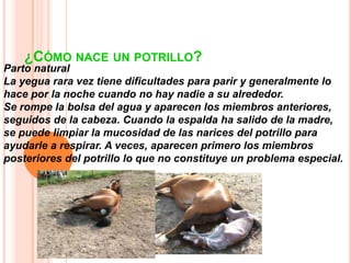 ¿CÓMO NACE UN POTRILLO?
Parto natural
La yegua rara vez tiene dificultades para parir y generalmente lo
hace por la noche cuando no hay nadie a su alrededor.
Se rompe la bolsa del agua y aparecen los miembros anteriores,
seguidos de la cabeza. Cuando la espalda ha salido de la madre,
se puede limpiar la mucosidad de las narices del potrillo para
ayudarle a respirar. A veces, aparecen primero los miembros
posteriores del potrillo lo que no constituye un problema especial.
 