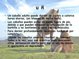 S u e ñ o Un caballo adulto puede dormir de cuatro a catorce horas diarias, (en bloques de media hora).  Los caballos pueden echar un sueño ligero de pie, debido a que pueden bloquear la articulación de la barbilla y no sostienen su peso con los músculos.  Para dormir profundamente necesitan tumbarse por completo.  Cuando los caballos viven en libertad no duermen todos a la vez, sino que mientras unos descansan otros permanecen alerta para dar la voz de alarma si apareciera un depredador. 