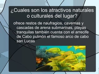 Tortuga gigante de mar rellena