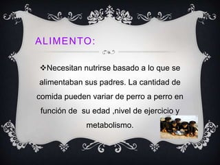 ALIMENTO:
Necesitan nutrirse basado a lo que se
alimentaban sus padres. La cantidad de
comida pueden variar de perro a perro en
función de su edad ,nivel de ejercicio y
metabolismo.
 