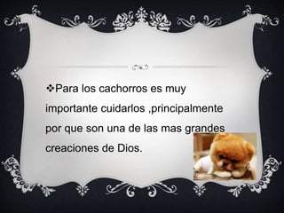 Para los cachorros es muy
importante cuidarlos ,principalmente
por que son una de las mas grandes
creaciones de Dios.
 