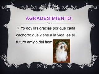 AGRADESIMIENTO:
 Yo doy las gracias por que cada
cachorro que viene a la vida, es el
futuro amigo del hombre.
 