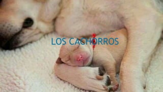 LOS CACHORROS
 