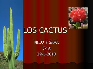 LOS CACTUS NICO Y SARA 3º A 29-1-2010 