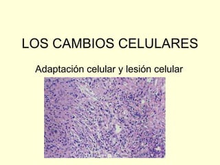 LOS CAMBIOS CELULARES
Adaptación celular y lesión celular
 