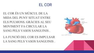 EL COR
EL COR ÉS UN MÚSCUL DE LA
MIDA DEL PUNY SITUAT ENTRE
ELS PULMONS. GRÀCIES AL SEU
MOVIMENT FA CIRCULAR LA
SANG PELS VASOS SANGUINIS .
LA FUNCIÓ DEL COR ES IMPULSAR
LA SANG PELS VASOS SANGUINIS .
 