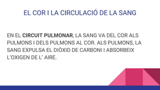 EL COR I LA CIRCULACIÓ DE LA SANG
EN EL CIRCUIT PULMONAR, LA SANG VA DEL COR ALS
PULMONS I DELS PULMONS AL COR. ALS PULMONS, LA
SANG EXPULSA EL DIÒXID DE CARBONI I ABSORBEIX
L’OXIGEN DE L’ AIRE.
 