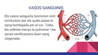 VASOS SANGUINIS
Els vasos sanguinis funcionen com
conductors per els quals passa la
sang bombejada per el cor. Totes
les artèries menys la pulmonar i les
seves ramificacions duen sang
oxigenada.
 