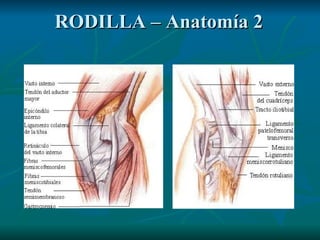 RODILLA – Anatomía 2 