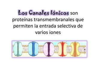 Los Canales Iónicos son
proteínas transmembranales que
permiten la entrada selectiva de
           varios iones
 