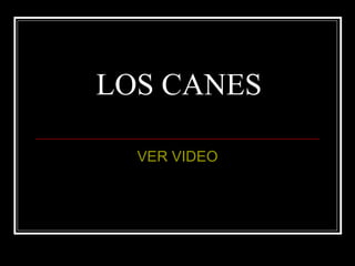 LOS CANES VER VIDEO 