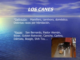 LOS CANES * Definición :  Mamífero, carnívoro, doméstico. Distintas razas por hibridación. * Razas :  San Bernardo, Pastor Alemán, Bóxer, Golden Retrevier, Caniche, Carlino, Dálmata, Beagle, Shih Tzu…. 