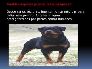 Medidas urgentes para las razas peligrosas:Desde varios sectores, intentan tomar medidas para paliar este peligro. Ante los ataques protagonizados por perros contra humanos