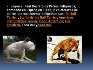    Según el Real Decreto de Perros Peligrosos, aprobado en España en 1999, las sieterazas de perros potencialmente peligrosos son: Pit Bull Terrier , Staffordshire Bull Terrier, American Staffordshire Terrier, Dogo Argentino, Fila Brasilero, Tosa inuyAkitaInu.