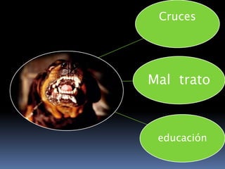     El bull terrier o pitbull es un perro de carácter regular. Originariamente fue creado para participar en las luchas entre toros y perros. Al principio, no daba resultados para esta función, puesto que su carácter violento y arisco hacía que en vez de soltar la presa se dejaba matar por su contrincante   Uno de ellos es el doberman. El doberman actual es un fruto de cruces entre Dogos alemanes, Rottweiler, Pinscher y pastores alemanes. Tiene un carácter vivo, ardiente e impetuoso. Es ideal como perro de guarda y defensa, pero hay que saber adiestrarlo.    El dogo argentino es, como bien indica el nombre, una cruza pensada por un médico cordobés. La raza fue reconocida oficialmente en la Argentina en 1964 e internacionalmente en 1973. El dogo es capaz de combatir con animales más grandes que él y matarlos.  Otras razas que se utilizaba para el combate (e instinto de ataque) es el mastín napolitano. 