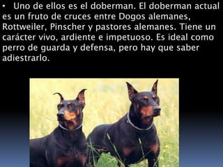 Los Caninos Mas Pelegrosos