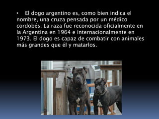 Los Caninos Mas Pelegrosos