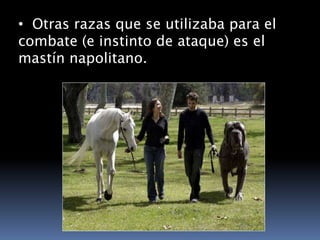 Los Caninos Mas Pelegrosos