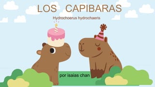 LOS CAPIBARAS
por isaias chan
Hydrochoerus hydrochaeris
 