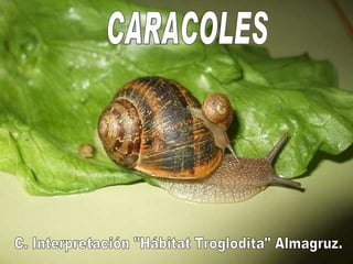 CARACOLES C. Interpretación &quot;Hábitat Troglodita&quot; Almagruz. 