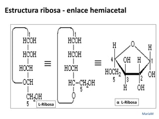 Los Carbohidratos | PDF