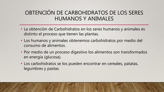 OBTENCIÓN DE CARBOHIDRATOS DE LOS SERES
HUMANOS Y ANIMALES
 