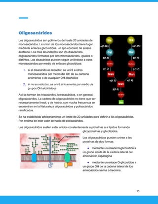 Oligosacáridos
Los oligosacáridos son polímeros de hasta 20 unidades de
monosacáridos. La unión de los monosacáridos tiene lugar
mediante enlaces glicosídicos, un tipo concreto de enlace
acetálico. Los más abundantes son los disacáridos,
oligosacáridos formados por dos monosacáridos, iguales o
distintos. Los disacáridos pueden seguir uniéndose a otros
monosacáridos por medio de enlaces glicosídicos:
1. si el disacárido es reductor, se unirá a otros
monosacáridos por medio del OH de su carbono
anomérico o de cualquier OH alcohólico
2. si no es reductor, se unirá únicamente por medio de
grupos OH alcohólicos
Así se forman los trisacáridos, tetrasacáridos, o en general,
oligosacáridos. La cadena de oligosacáridos no tiene que ser
necesariamente lineal, y de hecho, con mucha frecuencia se
encuentran en la Naturaleza oligosacáridos y polisacáridos
ramificados.
Se ha establecido arbitrariamente un límite de 20 unidades para definir a los oligosacáridos.
Por encima de este valor se habla de polisacáridos.
Los oligosacáridos suelen estar unidos covalentemente a proteínas o a lípidos formando
glicoproteínas y glicolípidos.
Los oligosacáridos pueden unirse a las
proteínas de dos formas:
● mediante un enlace N-glicosídico a
un grupo amida de la cadena lateral del
aminoácido asparagina
● mediante un enlace O-glicosídico a
un grupo OH de la cadena lateral de los
aminoácidos serina o treonina.
10
 