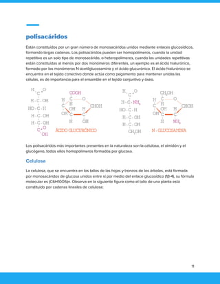 polisacáridos
Están constituidos por un gran número de monosacáridos unidos mediante enlaces glucosídicos,
formando largas cadenas. Los polisacáridos pueden ser homopolímeros, cuando la unidad
repetitiva es un solo tipo de monosacárido, o heteropolímeros, cuando las unidades repetitivas
están constituidas al menos por dos monómeros diferentes, un ejemplo es el ácido hialurónico,
formado por los monómeros N-acetilglucosamina y el ácido glucurónico. El ácido hialurónico se
encuentra en el tejido conectivo donde actúa como pegamento para mantener unidas las
células, es de importancia para el ensamble en el tejido conjuntivo y óseo.
Los polisacáridos más importantes presentes en la naturaleza son la celulosa, el almidón y el
glucógeno, todos ellos homopolímeros formados por glucosa.
Celulosa
La celulosa, que se encuentra en los tallos de las hojas y troncos de los árboles, está formada
por monosacáridos de glucosa unidos entre sí por medio del enlace glucosídico (1β-4), su fórmula
molecular es (C6H10O5)n. Observa en la siguiente figura como el tallo de una planta está
constituido por cadenas lineales de celulosa:
11
 