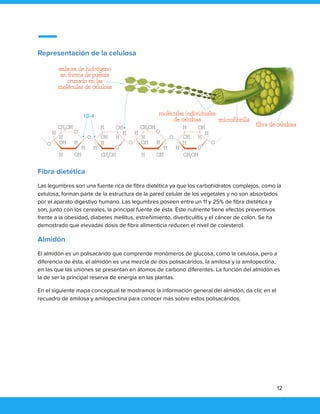 Representación de la celulosa
Fibra dietética
Las legumbres son una fuente rica de fibra dietética ya que los carbohidratos complejos, como la
celulosa, forman parte de la estructura de la pared celular de los vegetales y no son absorbidos
por el aparato digestivo humano. Las legumbres poseen entre un 11 y 25% de fibra dietética y
son, junto con los cereales, la principal fuente de ésta. Este nutriente tiene efectos preventivos
frente a la obesidad, diabetes mellitus, estreñimiento, diverticulitis y el cáncer de colon. Se ha
demostrado que elevadas dosis de fibra alimenticia reducen el nivel de colesterol.
Almidón
El almidón es un polisacárido que comprende monómeros de glucosa, como la celulosa, pero a
diferencia de ésta, el almidón es una mezcla de dos polisacáridos, la amilosa y la amilopectina,
en las que las uniones se presentan en átomos de carbono diferentes. La función del almidón es
la de ser la principal reserva de energía en las plantas.
En el siguiente mapa conceptual te mostramos la información general del almidón, da clic en el
recuadro de amilosa y amilopectina para conocer más sobre estos polisacáridos.
12
 